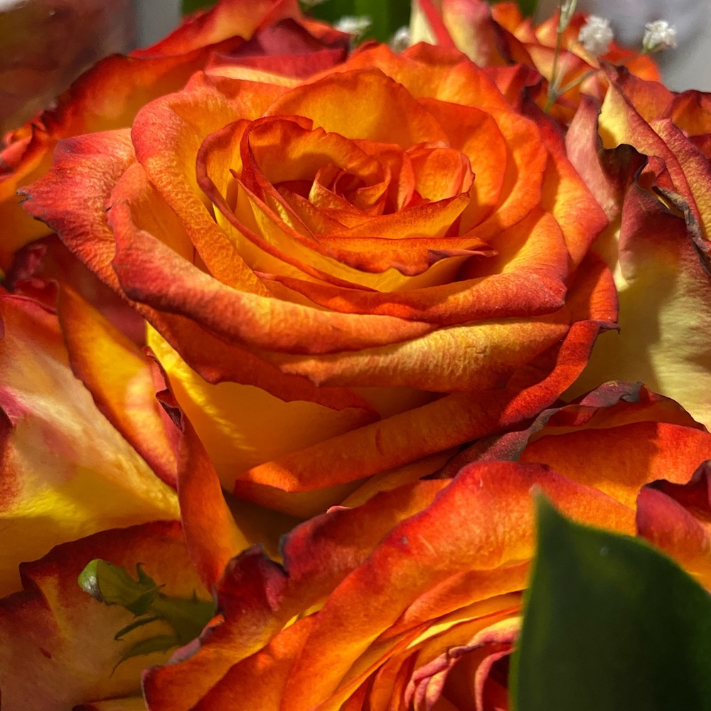 Meet your Posher, Penny